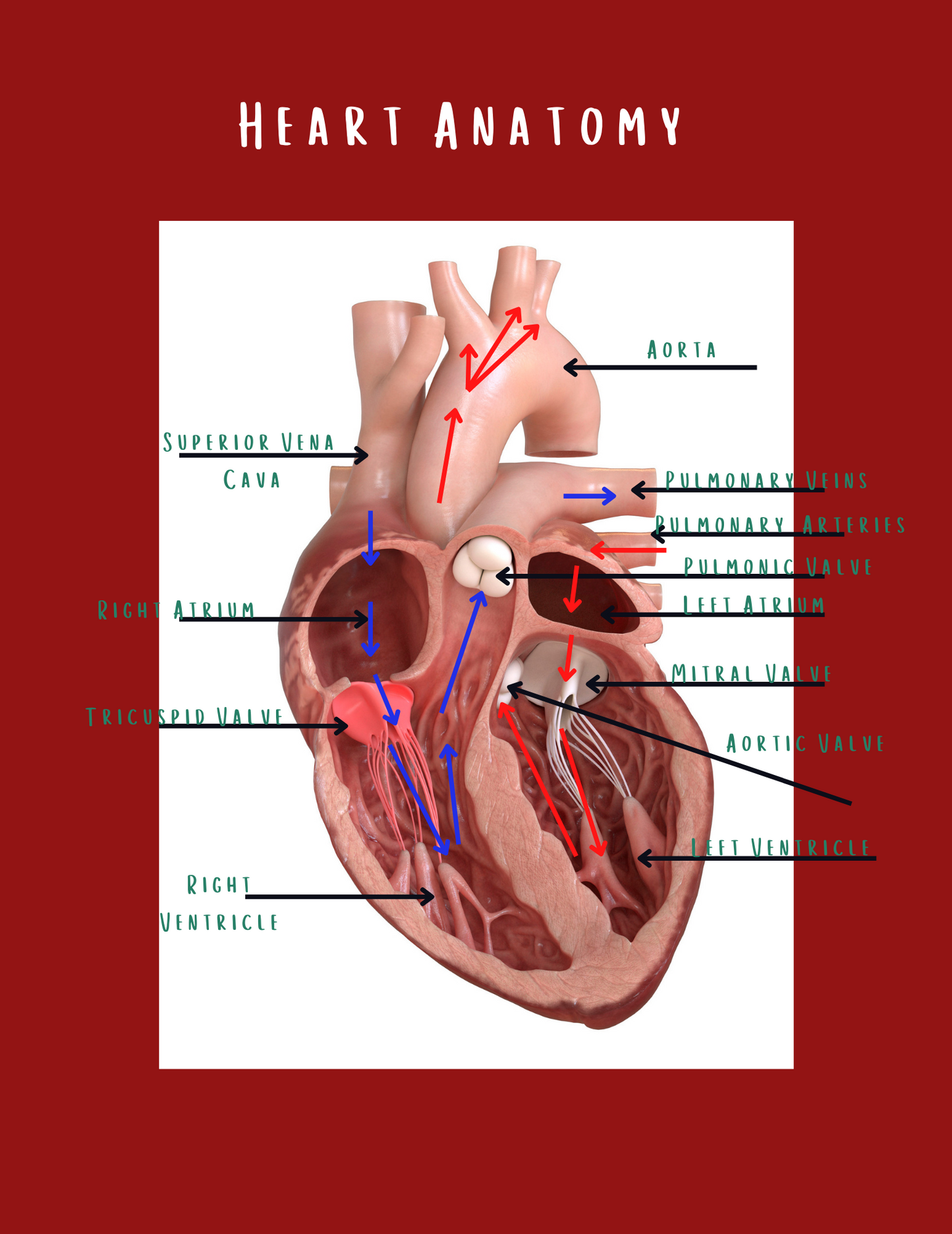 Complete Med-Surg Study Blueprint Digital Download