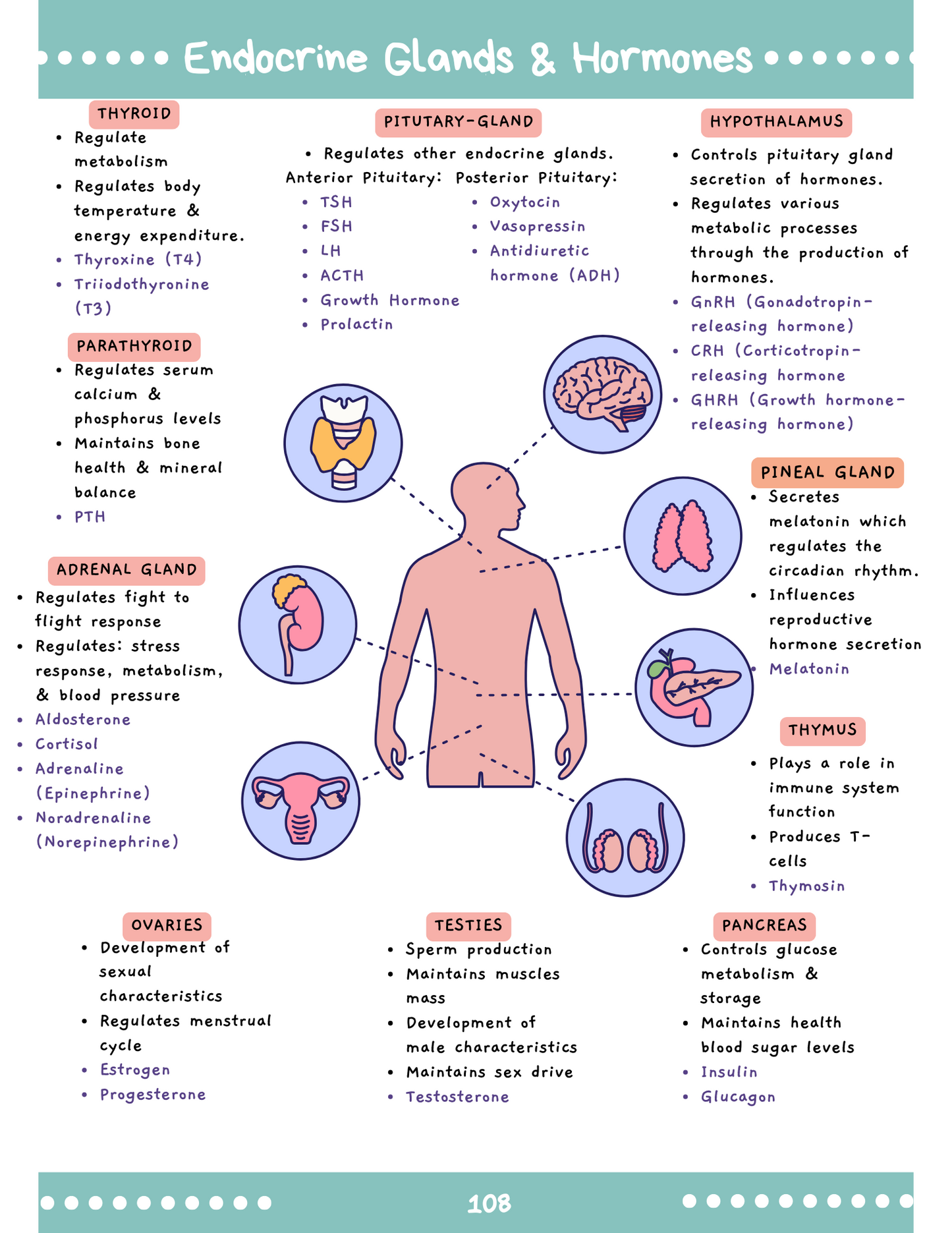 Complete Med-Surg Study Blueprint Digital Download