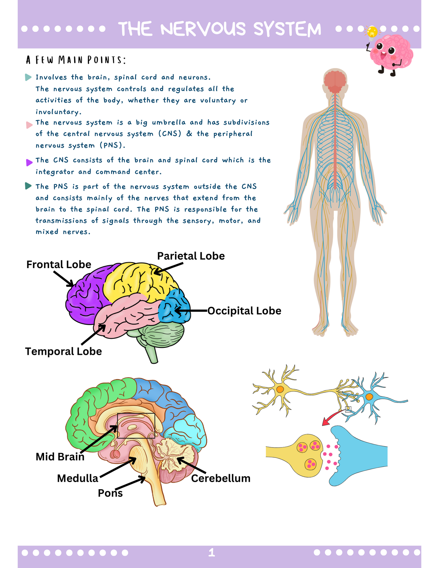 Endocrine System: Med-Surg Study Blueprint Digital Download