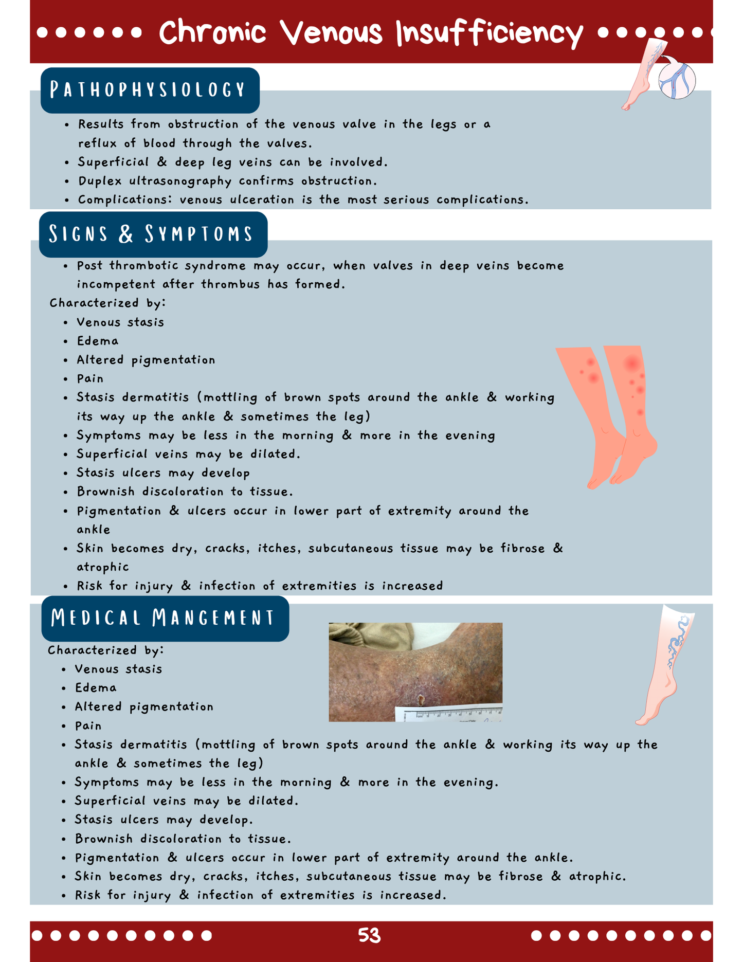 Cardiac System: Med-Surg Study Blueprint Digital Download